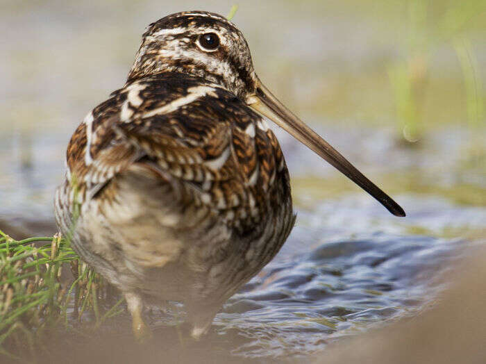 Image of Solitary Snipe