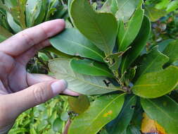 Image of Lithocarpus formosanus (Skan) Hayata