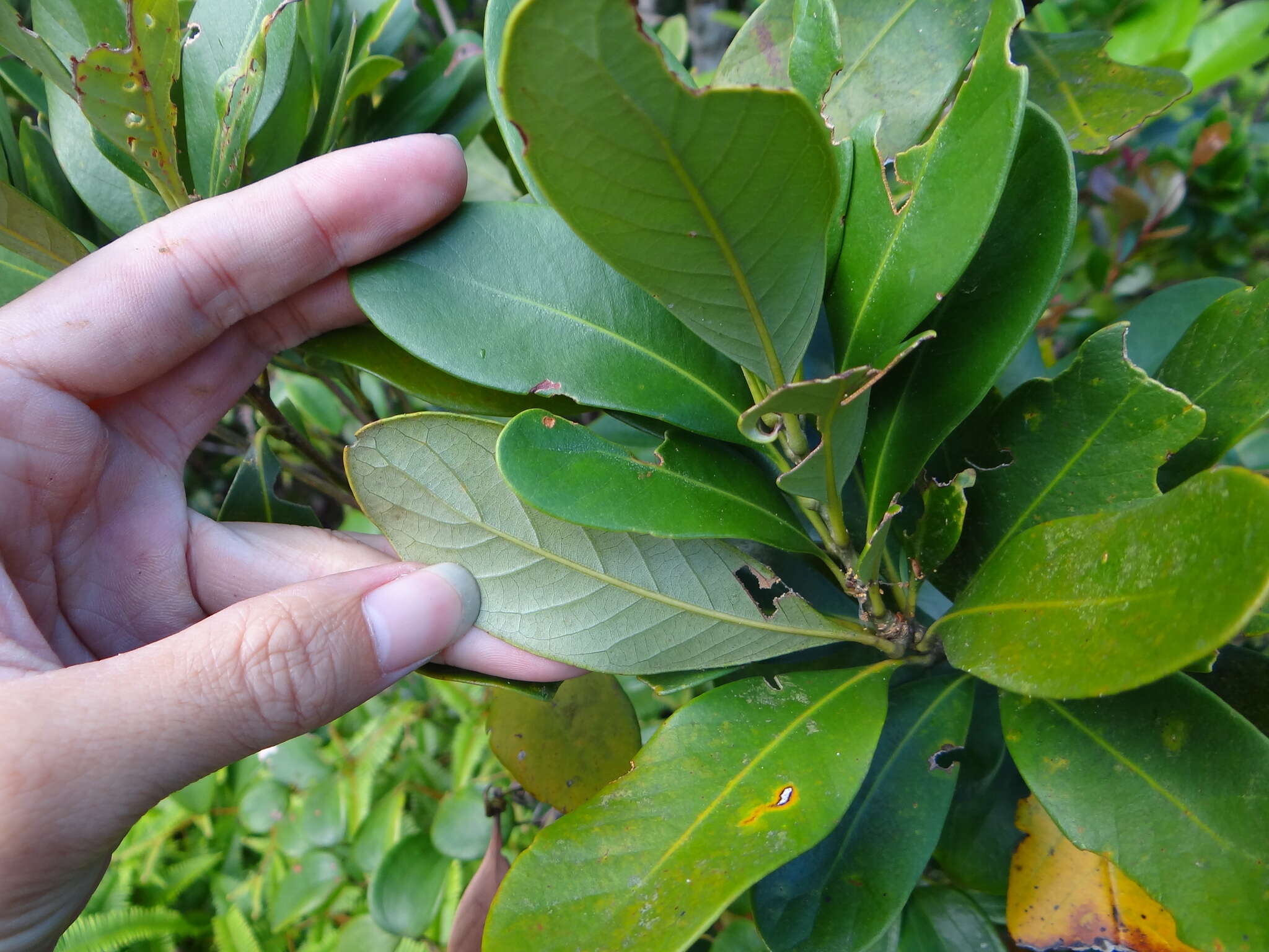 Lithocarpus formosanus (Skan) Hayata的圖片