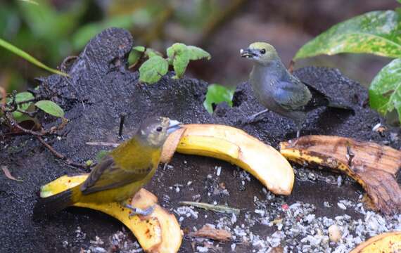 Image of Palm Tanager