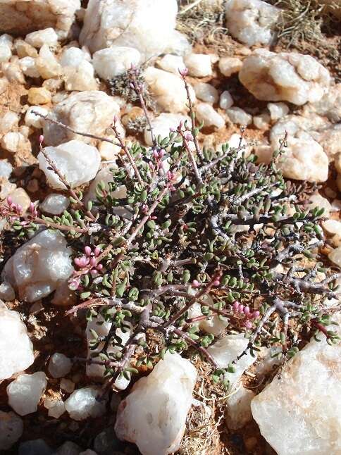 Sivun Portulacaria fruticulosa (H. Pearson & Stephens) Bruyns & Klak kuva