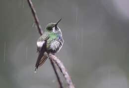 Image of Green Thorntail