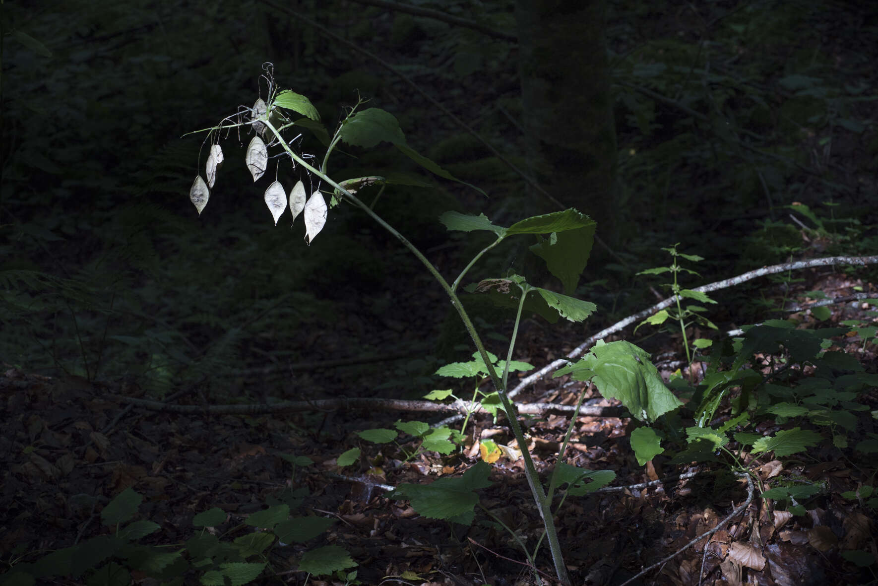 Image de Lunaria rediviva L.