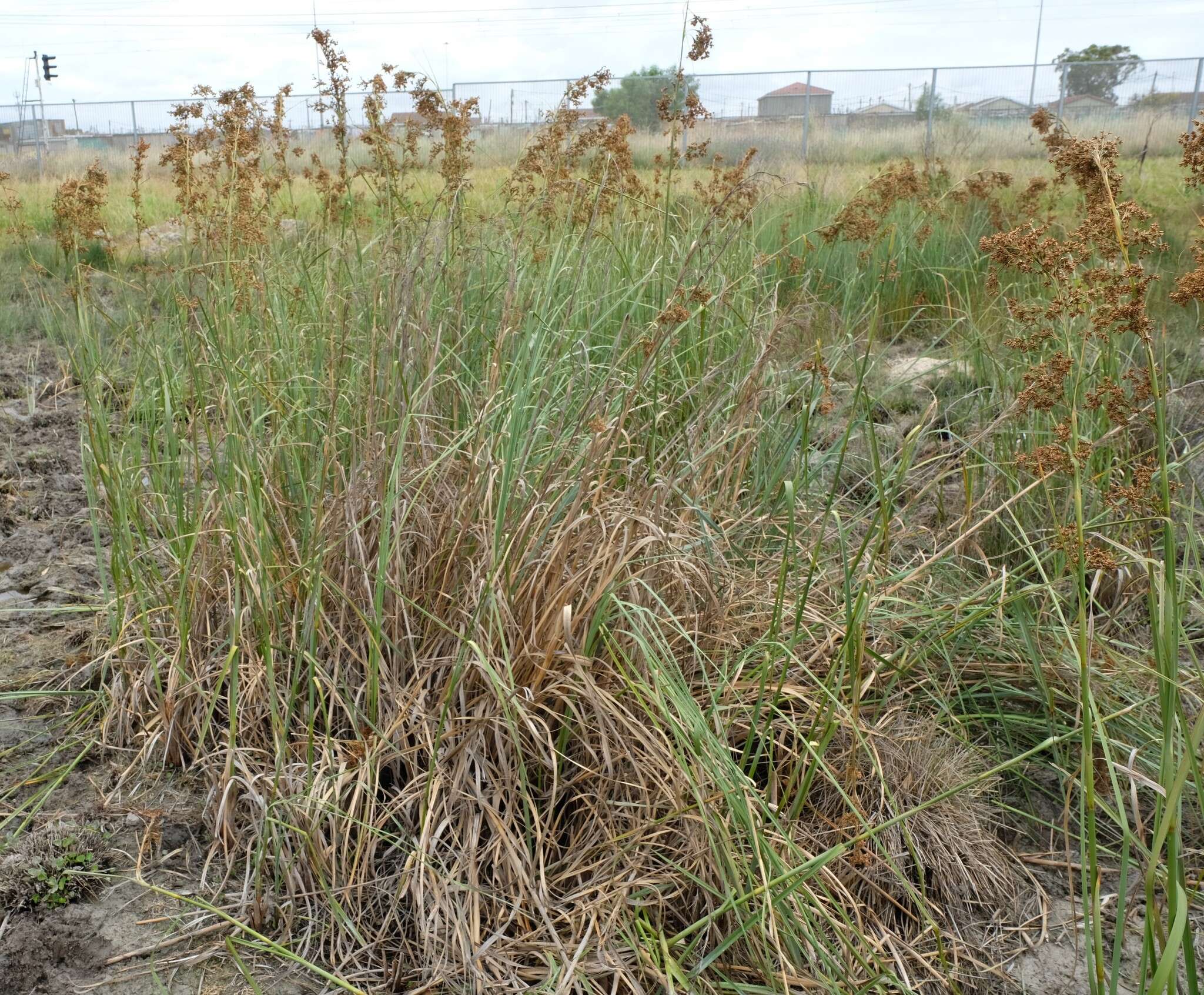 Image of Jamaica swamp sawgrass