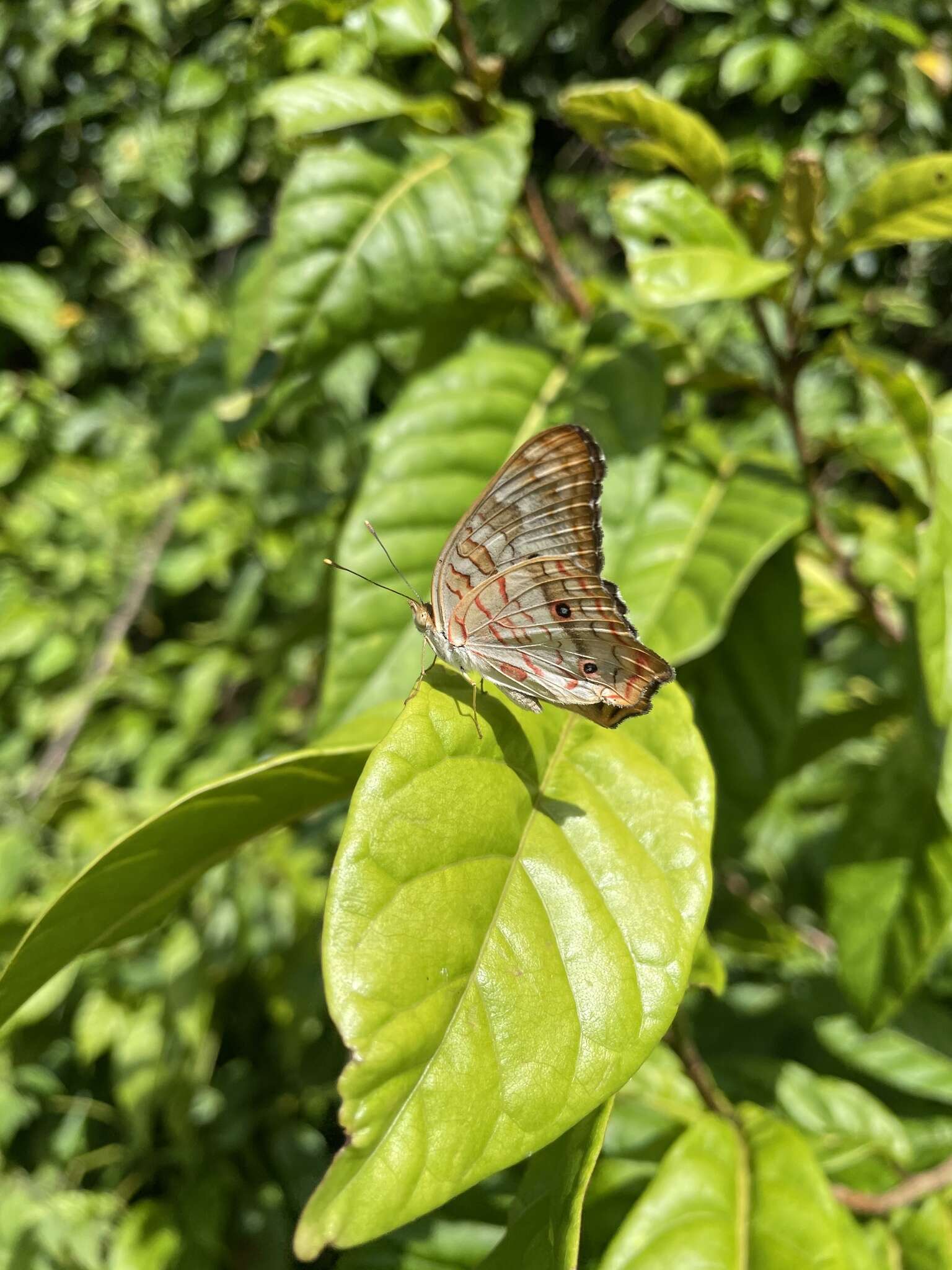 Plancia ëd Anartia jatrophae semifusca Munroe 1942