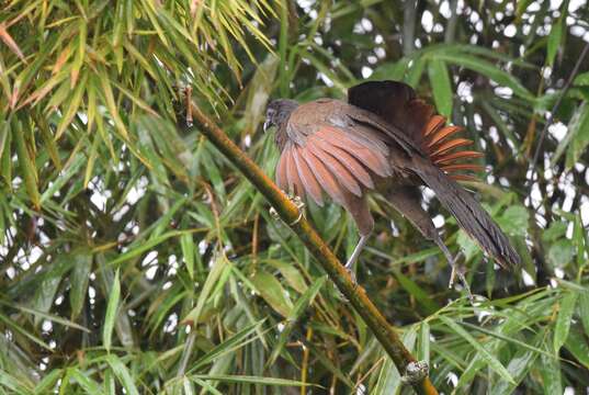 Image of Gray-headed Chachalaca