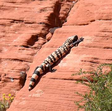 Image of Banded gila monster