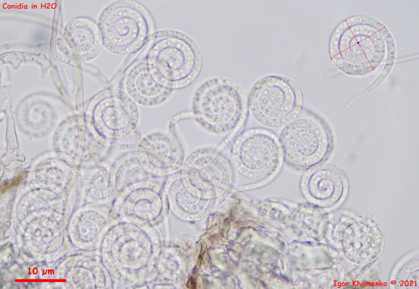 Image of Helicomyces roseus Link 1809