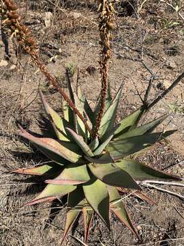 Image of Aloe petricola Pole-Evans