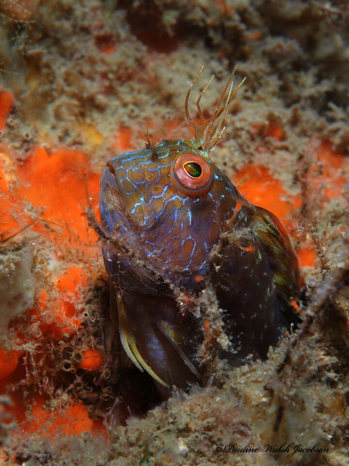 Image of Seaweed Blenny