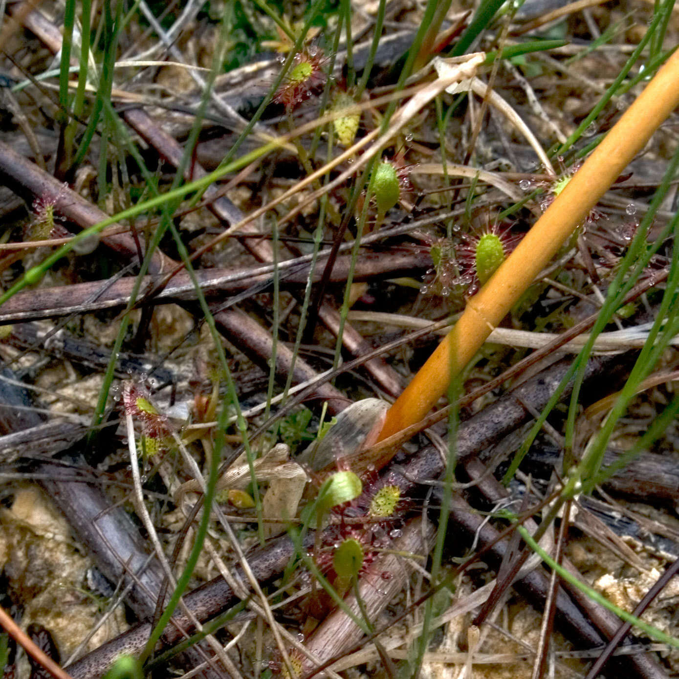 صورة Drosera anglica Huds.