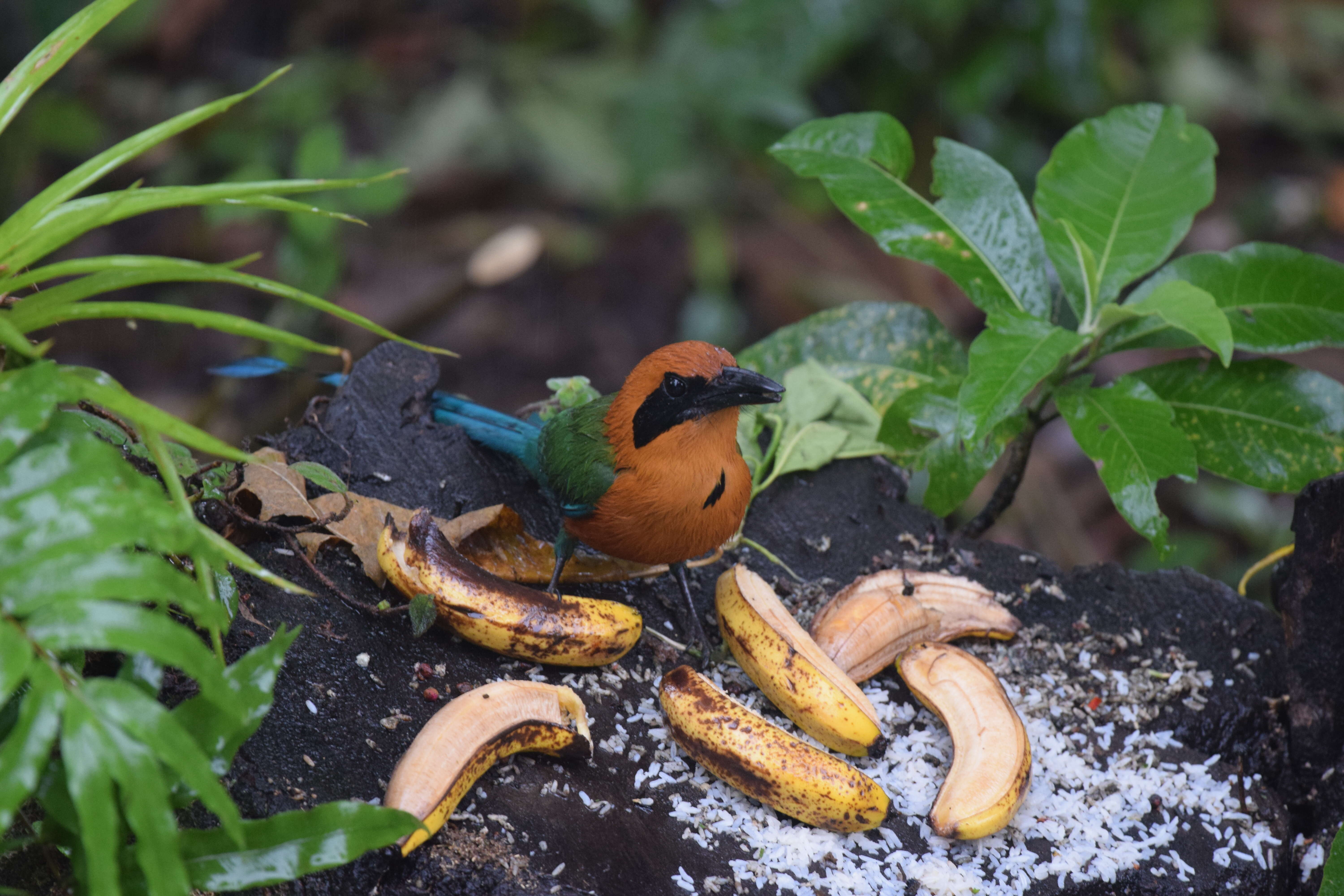 Image of Rufous Motmot