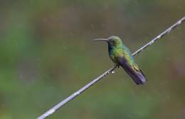 Image of Green-breasted Mango