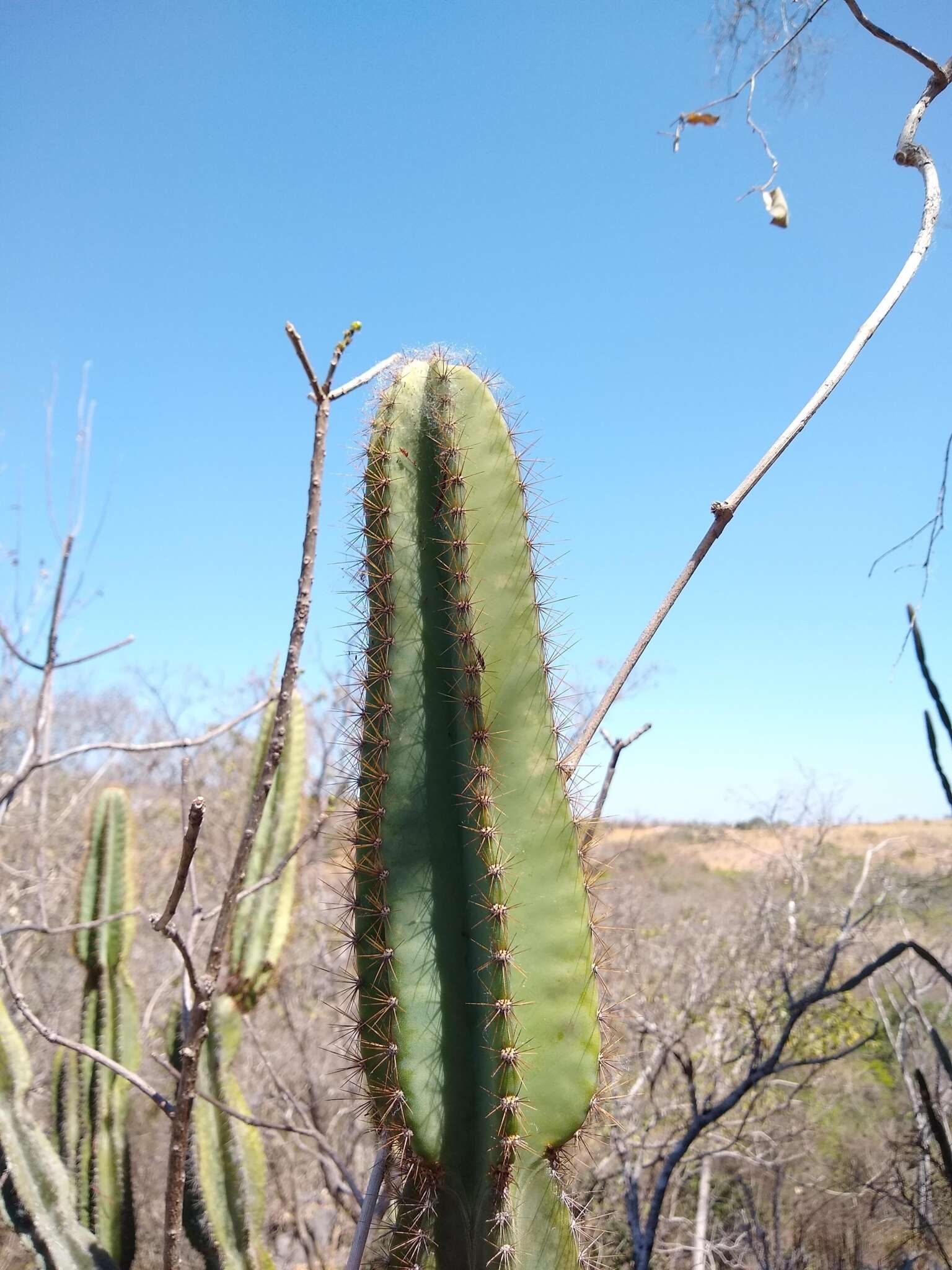 Image of Cereus jamacaru subsp. calcirupicola (F. Ritter) N. P. Taylor & Zappi