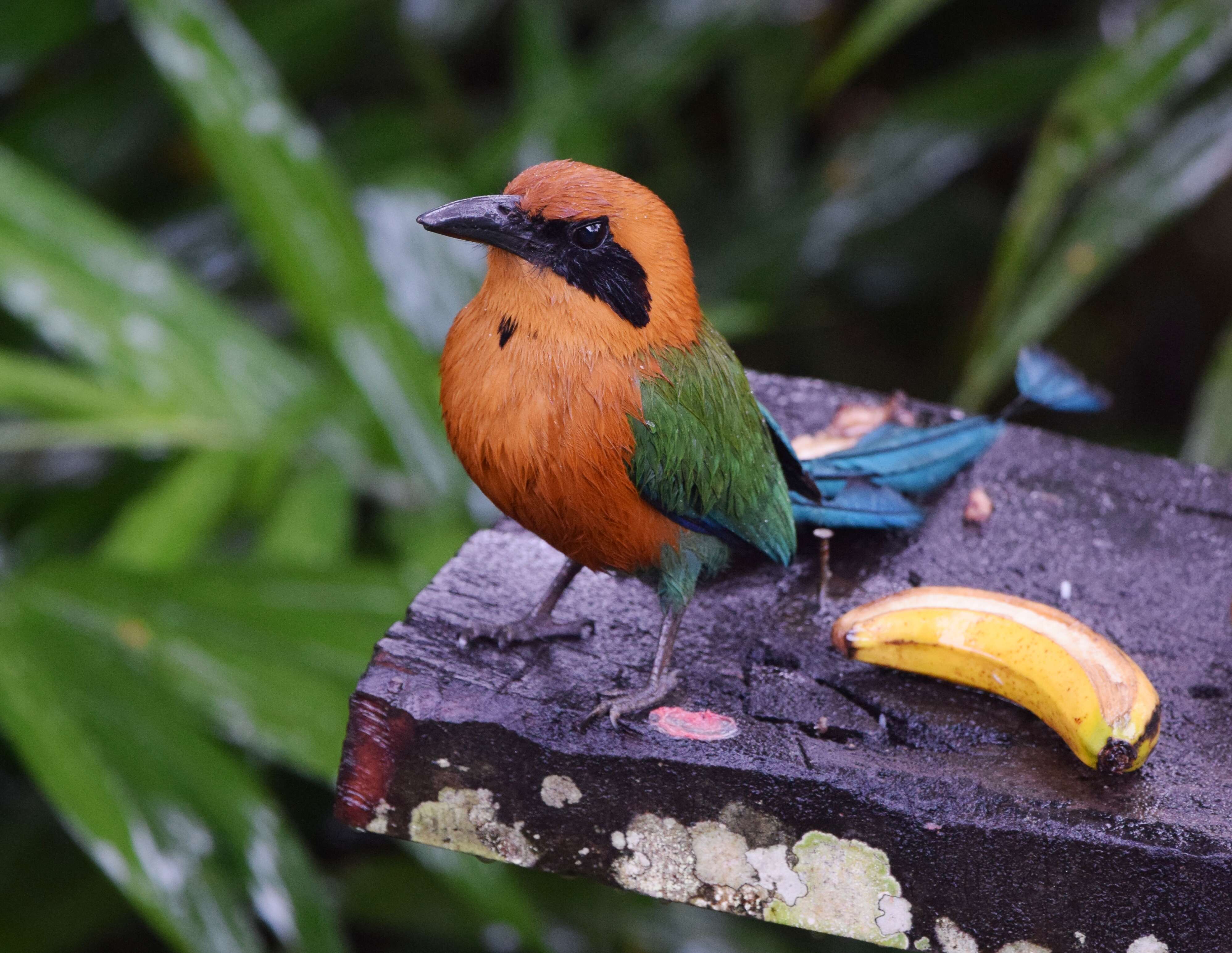 Image of Rufous Motmot