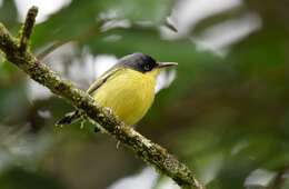 Todirostrum cinereum (Linnaeus 1766) resmi