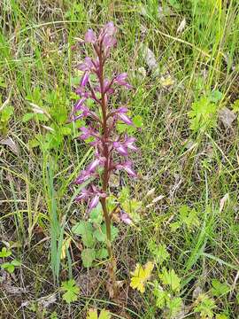 Image of Himantoglossum formosum (Steven) K. Koch