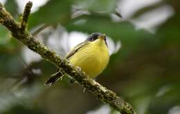 Todirostrum cinereum (Linnaeus 1766) resmi