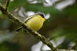 Todirostrum cinereum (Linnaeus 1766) resmi