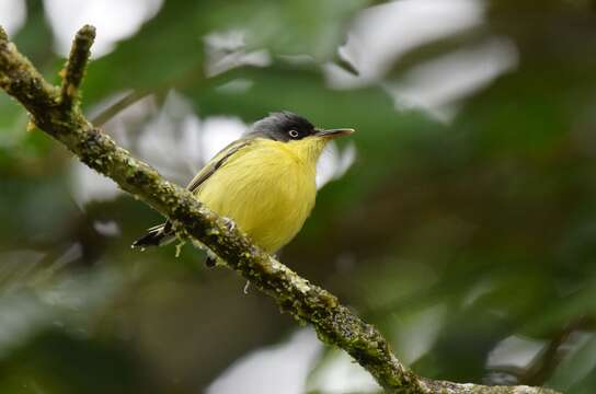 Todirostrum cinereum (Linnaeus 1766) resmi