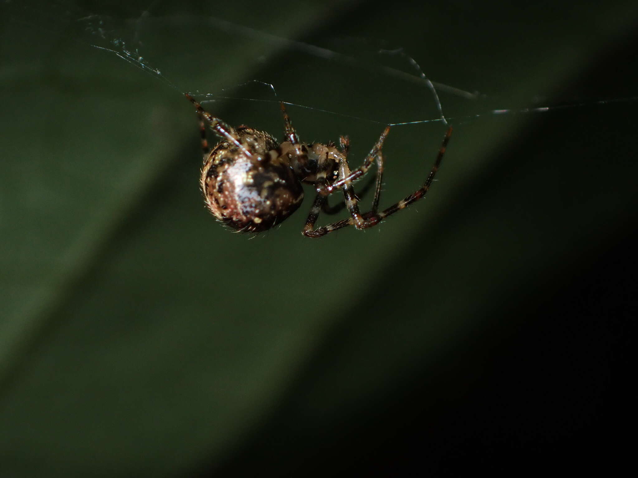 Image of Theridion zantholabio Urquhart 1886