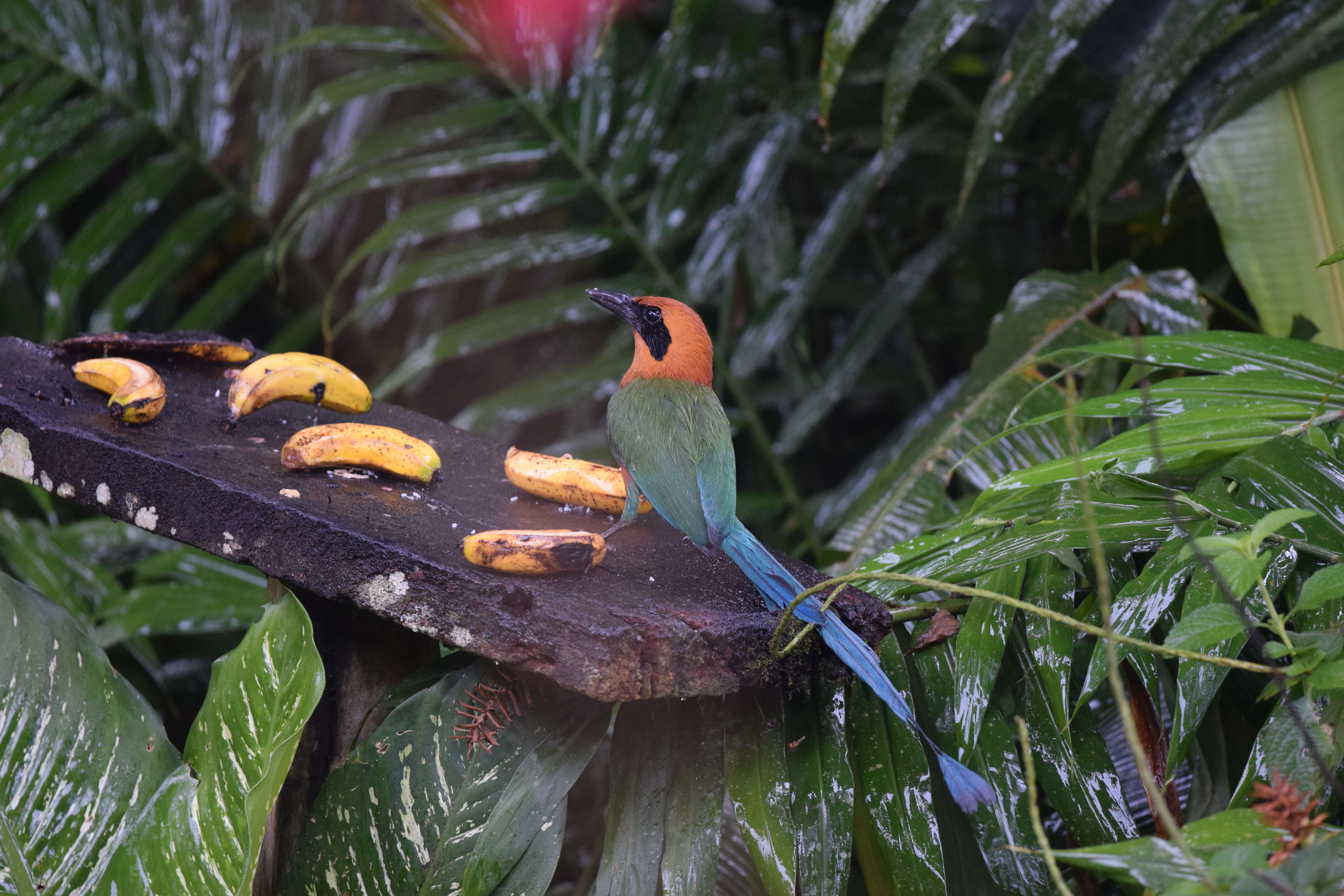 Image of Rufous Motmot