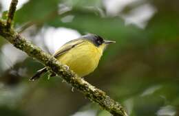 Todirostrum cinereum (Linnaeus 1766) resmi