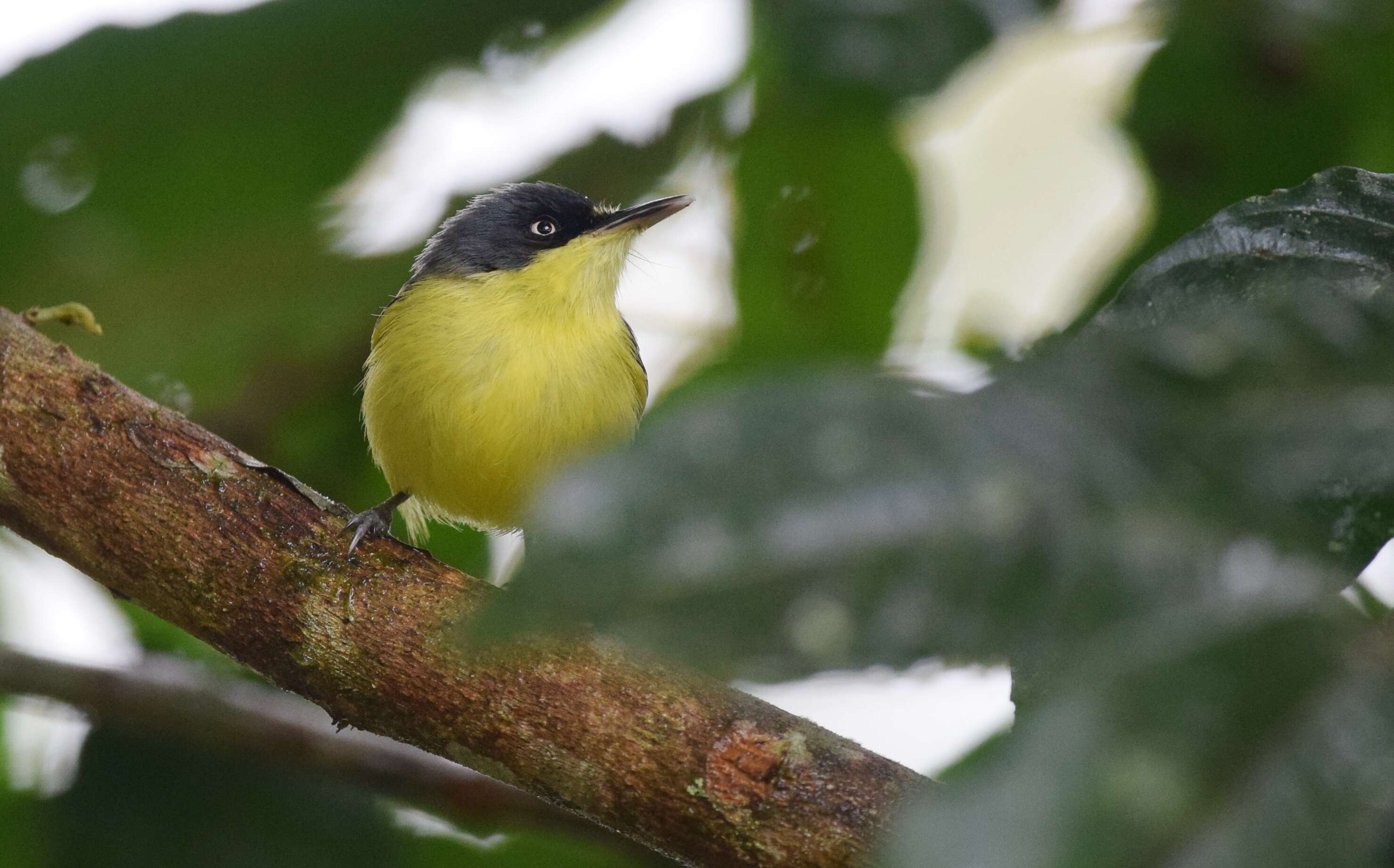 Todirostrum cinereum (Linnaeus 1766) resmi