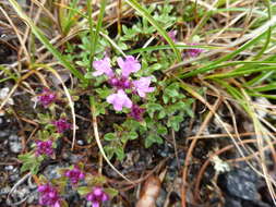 Image of Thymus glabricaulis