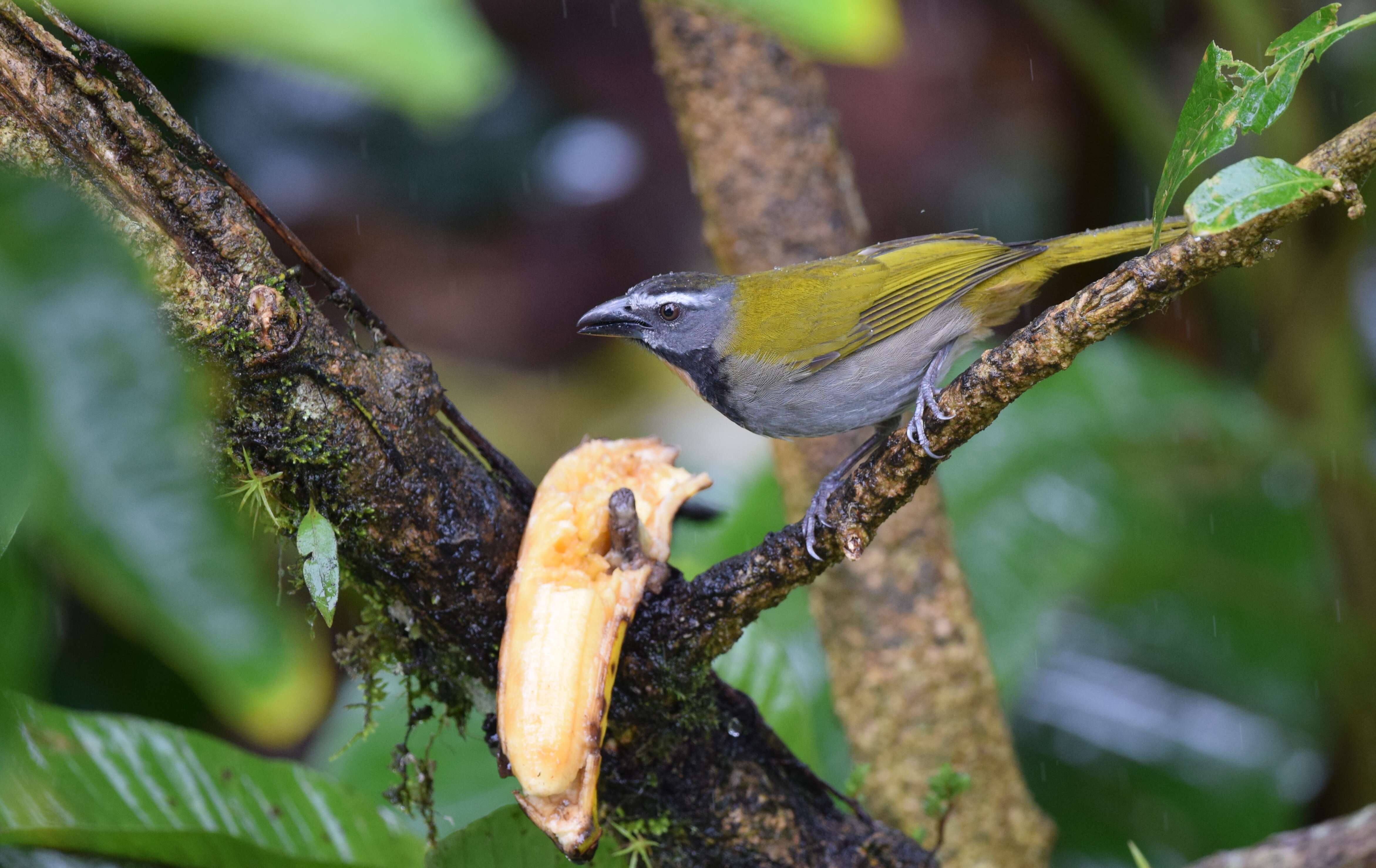 Image of Buff-throated Saltator