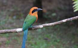 Image of Rufous Motmot