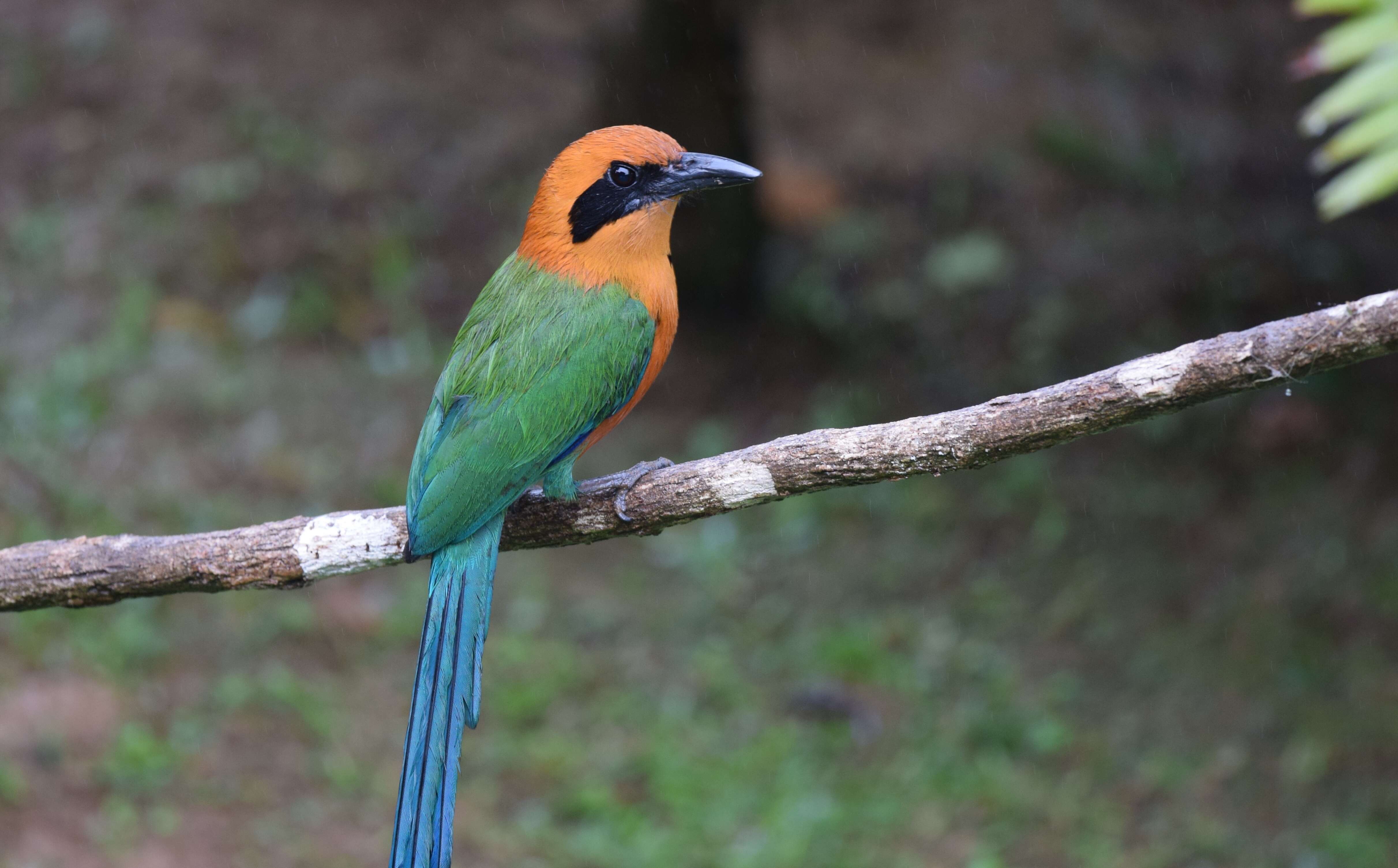 Image of Rufous Motmot