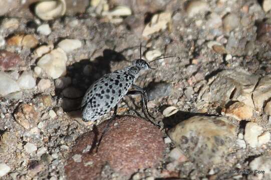 Слика од Epicauta (Epicauta) maculata (Say 1823)