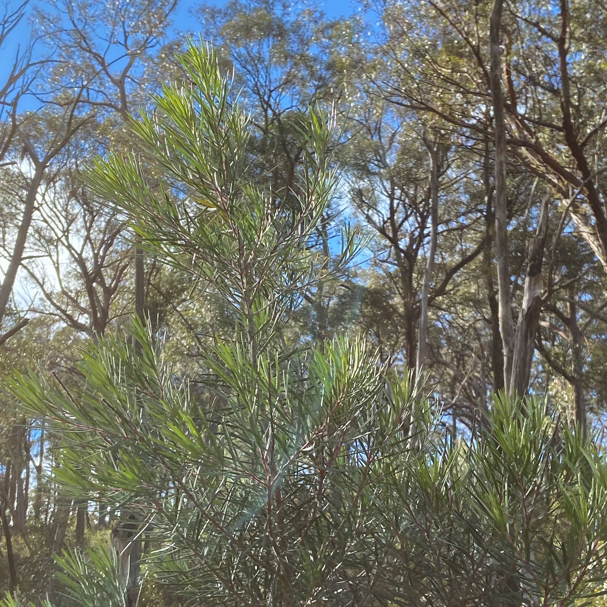 Plancia ëd Persoonia linearis Andr.