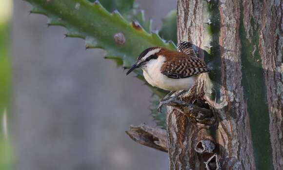 صورة Campylorhynchus capistratus (Lesson & R 1842)