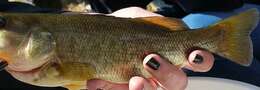 Image of Smallmouth Bass