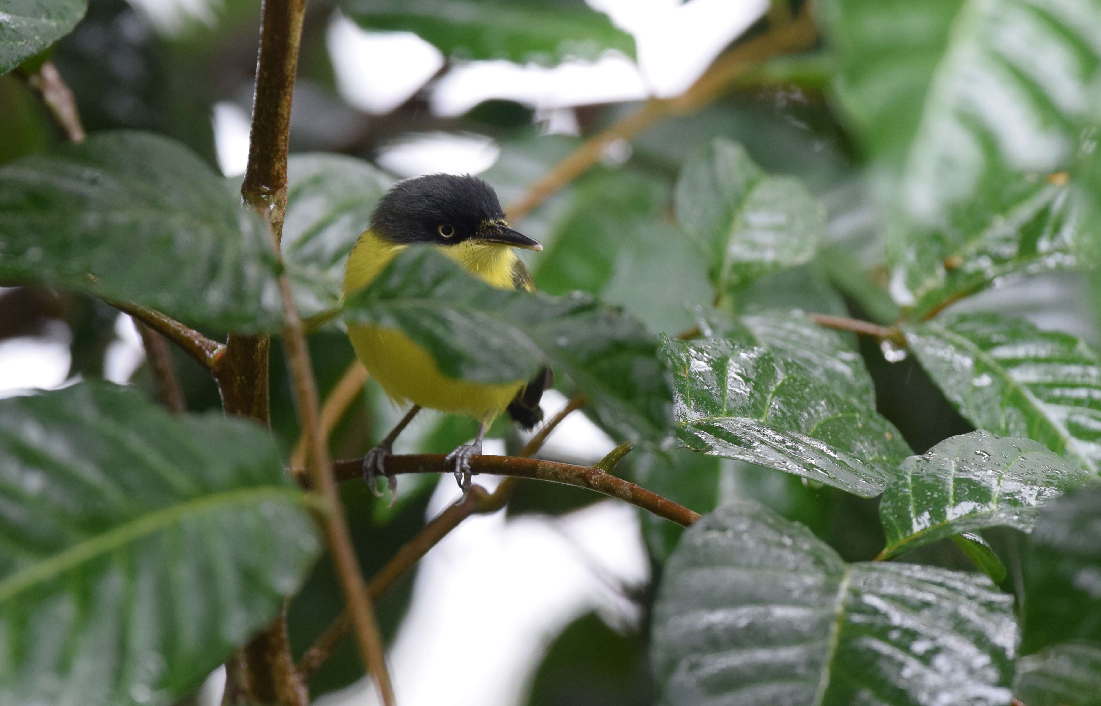 Todirostrum cinereum (Linnaeus 1766) resmi