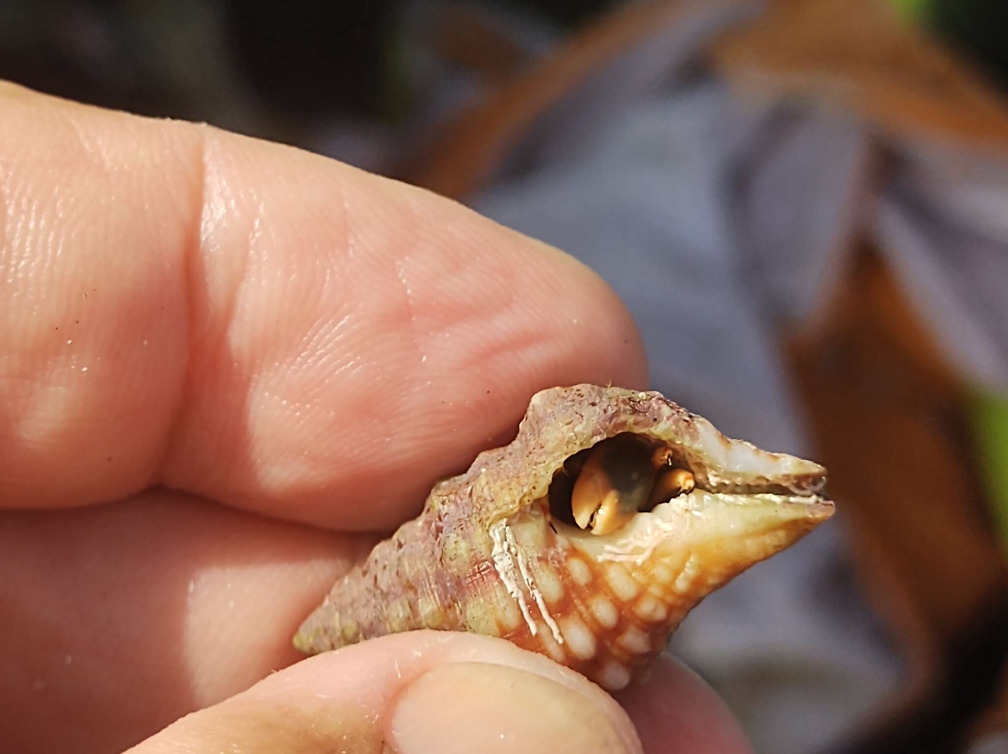 Image of orange claw hermit crab