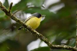 Todirostrum cinereum (Linnaeus 1766) resmi