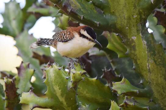 Image of Rufous-backed Wren