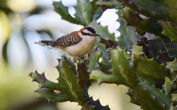 صورة Campylorhynchus capistratus (Lesson & R 1842)