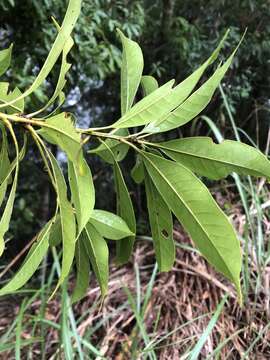 Image of Lithocarpus brevicaudatus (Skan) Hayata