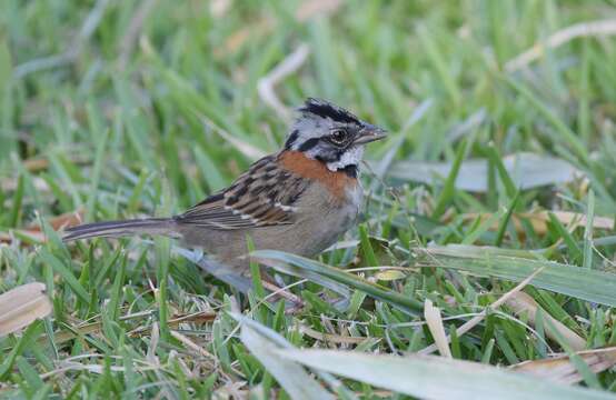 Image of Rufous-collared Sparrow