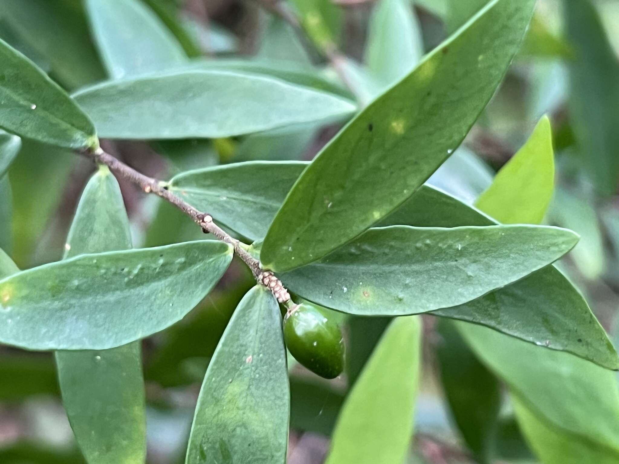 Image of Wikstroemia taiwanensis C. E. Chang