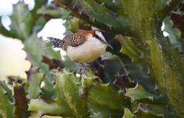 Image of Rufous-backed Wren