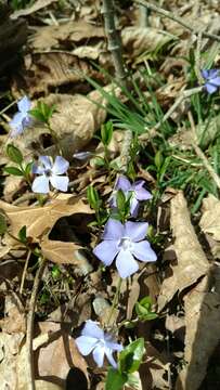 Image of Common Periwinkle