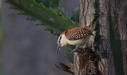 Image of Rufous-backed Wren