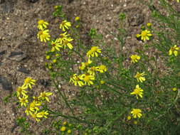 Image of Senecio burchellii DC.