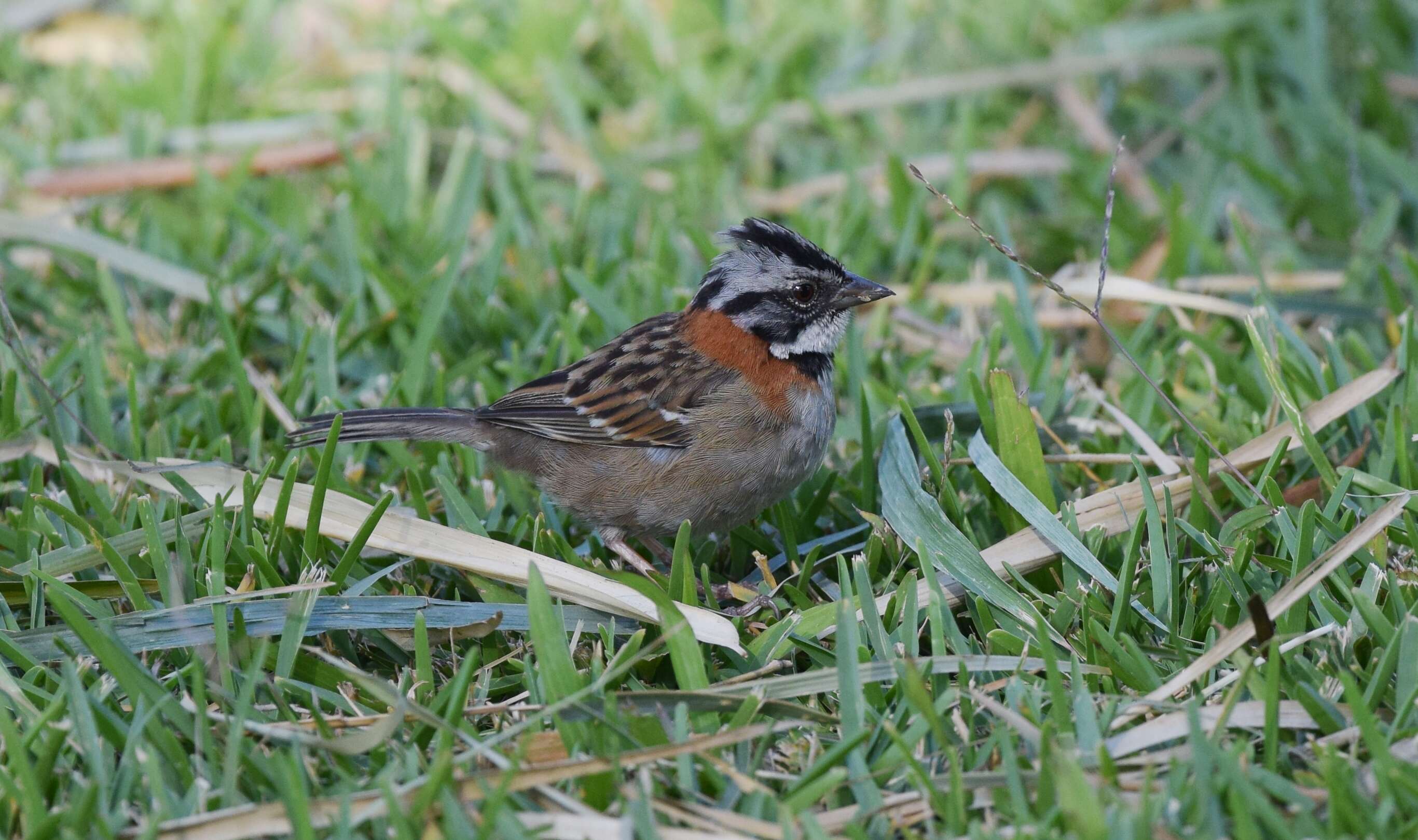 Image of Rufous-collared Sparrow