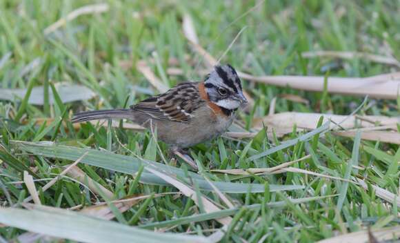 Image of Rufous-collared Sparrow